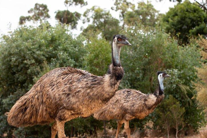 Expérience australienne au Werribee Open Range Zoo - excl. entrée