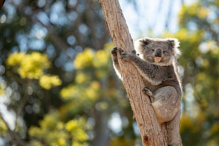Expérience australienne au Werribee Open Range Zoo - excl. entrée
