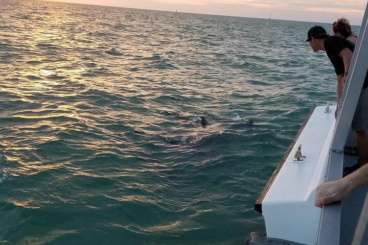 Mega Bite Dolphin Tour in barca a Clearwater Beach