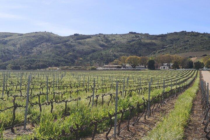 Private Ganztagestour von Kapstadt in die Weinregion Stellenbosch