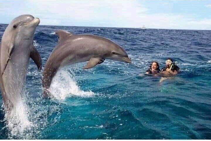 Mergulho na Ilha de Mnemba e Natação com Golfinho