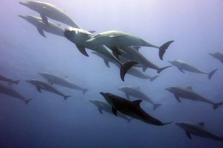 Mergulho na Ilha de Mnemba e Natação com Golfinho