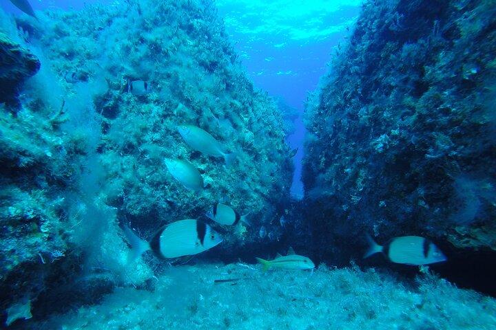 クイックディップ付きの90分間のグラスボトムトリップ