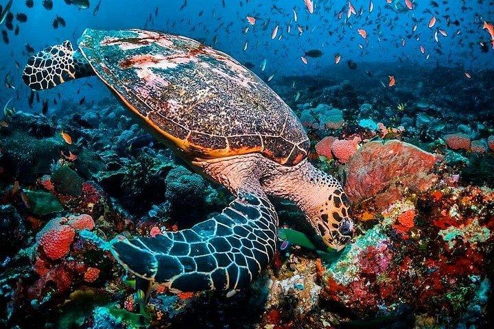 Blue Lagoon, Starfish Adventure, The Rock Restaurant, Stone Town, Secret Garden