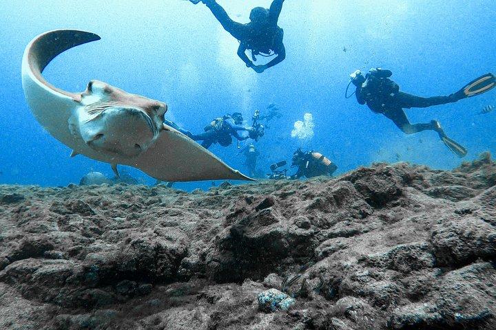 First Dive Experience in Tenerife