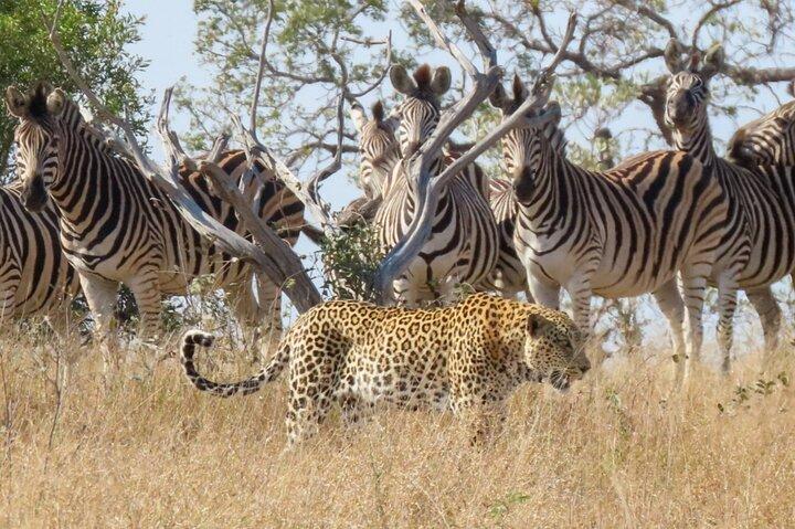 Kruger National Park - Privat heldagssafaritur.