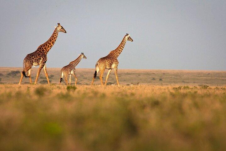 8 dagars privat Tanzania Bush and Beach Family Safari
