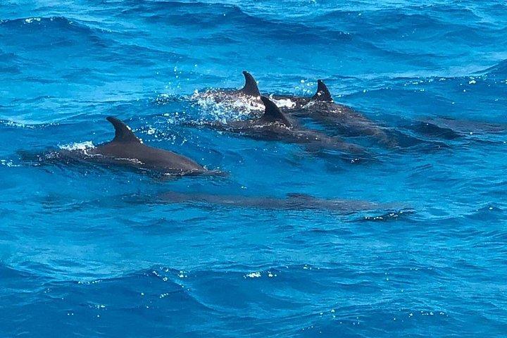 紅海でのイルカとシュノーケリングの 1 日体験
