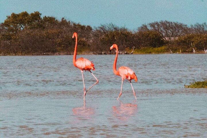 Mérida : Las Coloradas et Rio Lagartos avec bateau et déjeuner