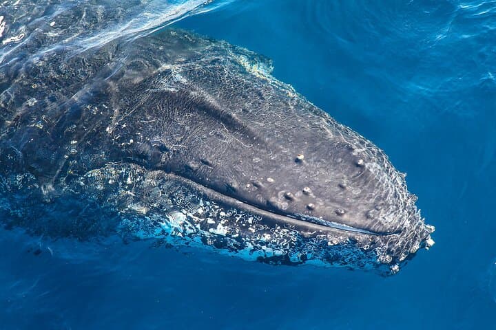 Whale Watching Sydney 2-Hour Express Cruise
