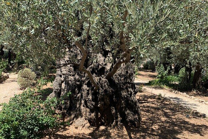 Sur les traces de Jésus - Visite autonome