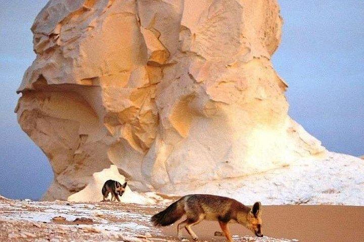 黒と白の砂漠、見事なクリスタル マウンテン、アルバハリヤ オアシス