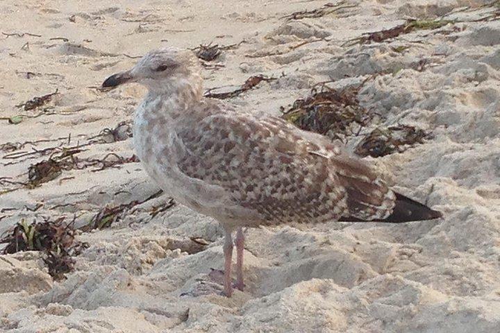 6 Stunden private Leuchtturmtour Fire Island