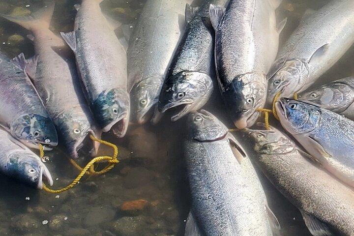 アラスカ産サーモンの終日釣り（送迎付き）