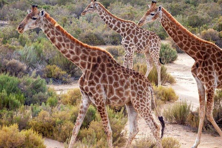 Big Five Safari-ervaring in de buurt van Kaapstad, Zuid-Afrika