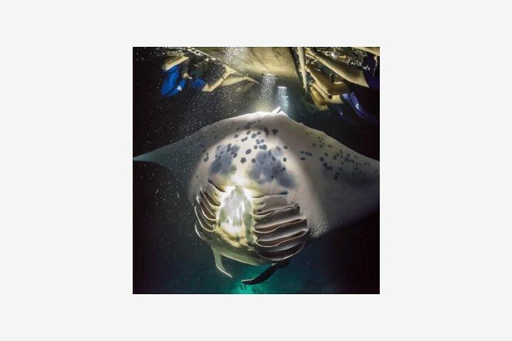 Big Island Manta Ray Night Snorkel Adventure
