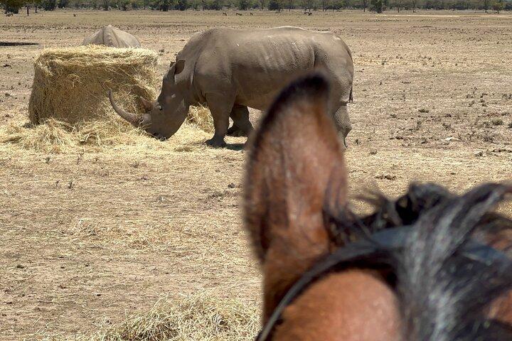 Dagsafari till Olpejeta Rhino conservancy