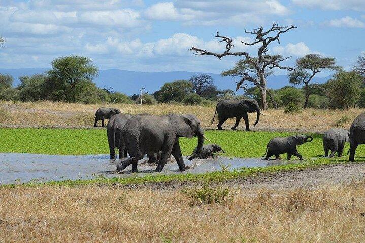 Tanzania Wildlife Safari - Tarangire | Serengeti og Ngorongoro krateret
