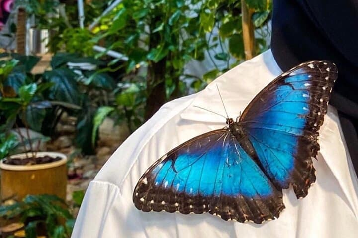 Dubai Butterfly Garden Entry Ticket