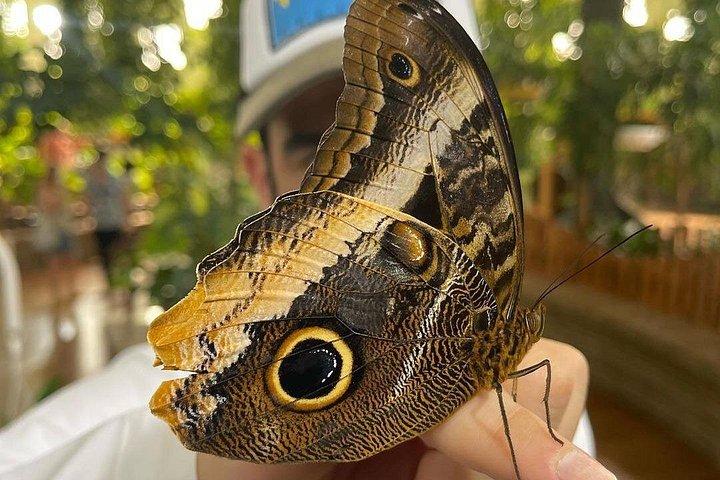 Dubai Butterfly Garden Entry Ticket