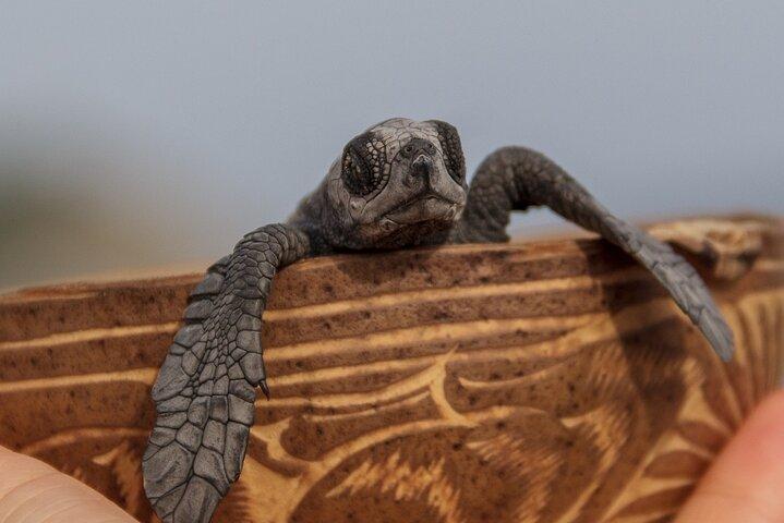 De Huatulco : libération de tortues et bioluminescence