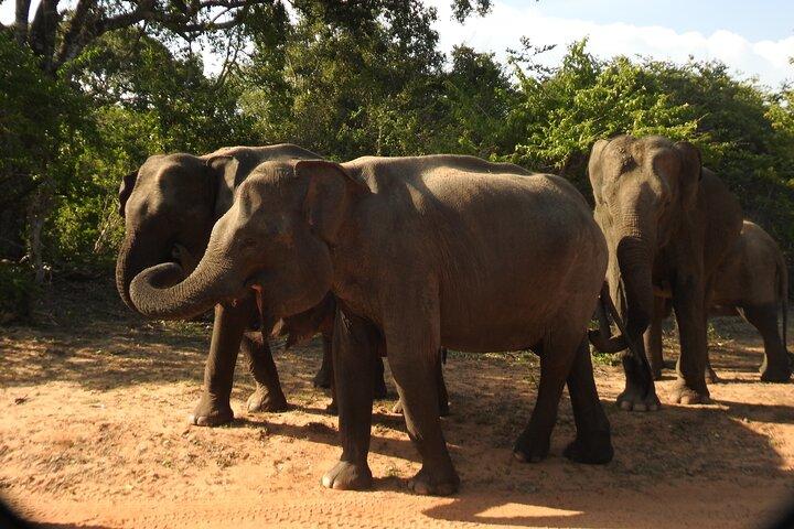Heldagssafaritur i Yala National Park