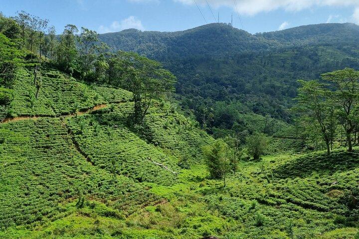 Sri Lanka Sightseeing - Private Transport: Customizable