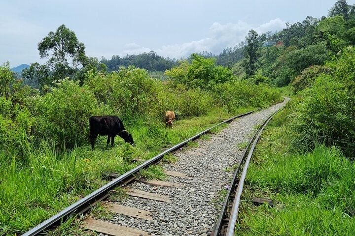 Sri Lanka Sightseeing - Private Transport: Customizable
