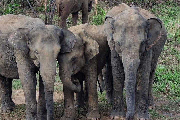 Sri Lanka Sightseeing - Private Transport: Customizable
