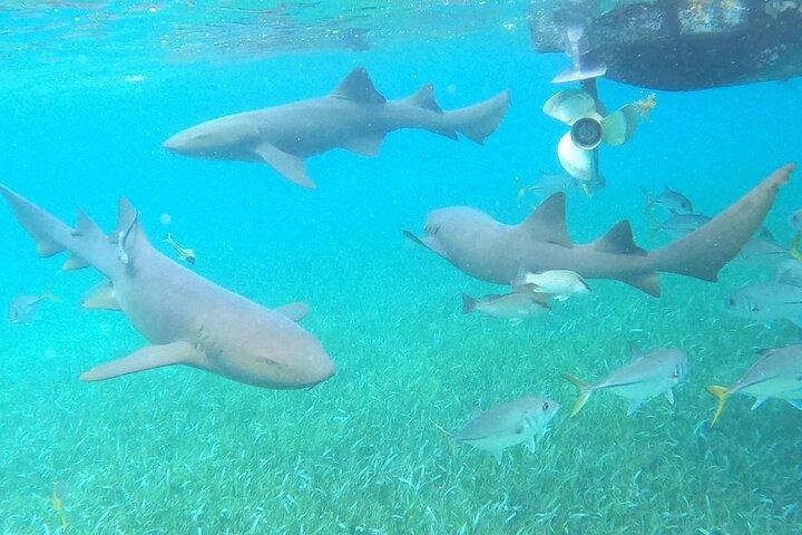 ホルチャン海洋保護区とシャークレイ横丁でのプライベートシュノーケリング
