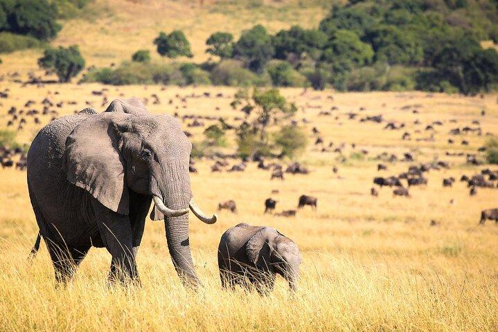 10日間のケニアとタンザニアの野生動物サファリ