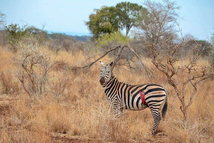 10日間のケニアとタンザニアの野生動物サファリ