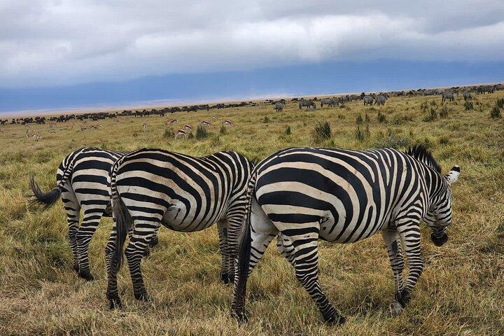 6-daagse migratiesafari