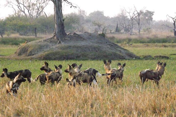 6 noites 7 dias Zebra Trail Moremi
