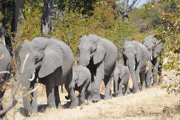 6 noites 7 dias Zebra Trail Moremi