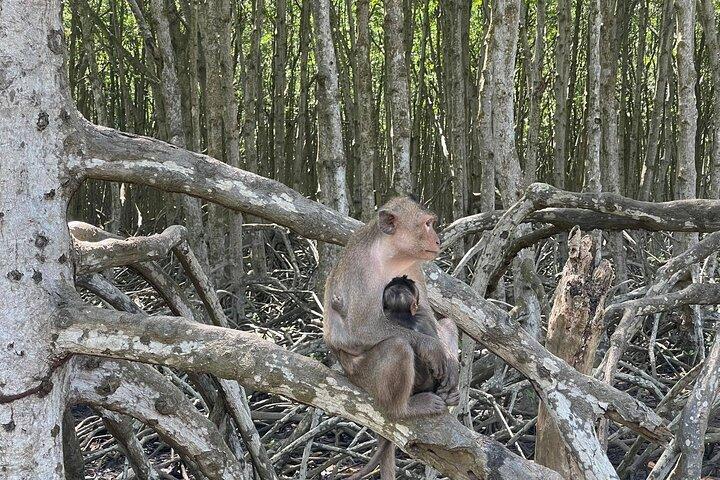 Can Gio Mangroves - Monkey Island de moto e scooter