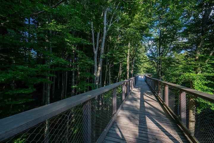 Guided Private Tour: Hallstatt After the Crowds & Treetop Path