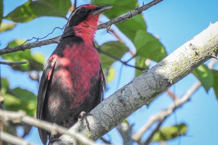 Bird Watching Mazatlán - Birding Tour