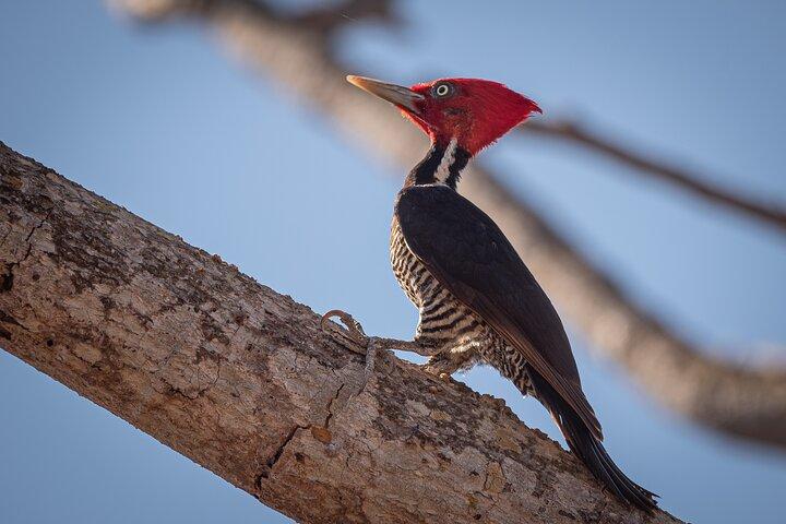 Bird Watching Mazatlán - Birding Tour