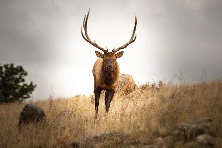 Visite privée de la faune dans le parc national des Rocheuses
