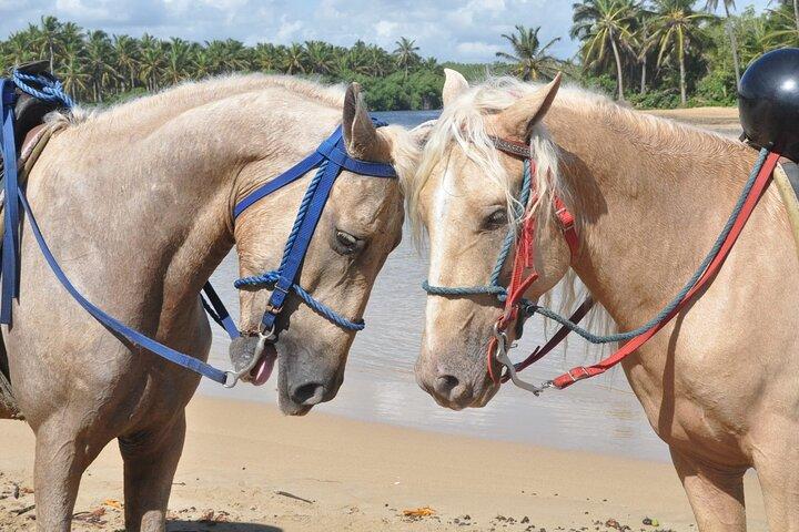 Ridtur på stränderna i Punta Cana