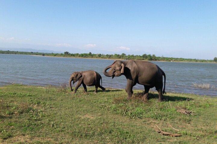 Erkunden Sie die Schönheit des Udawalawe-Nationalparks von der Südküste aus am 01. Tag