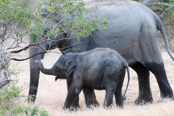 Erkunden Sie die Schönheit des Udawalawe-Nationalparks von der Südküste aus am 01. Tag