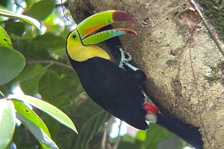 Sloth, Waterfall, Chocolate and Coffee tour including lunch