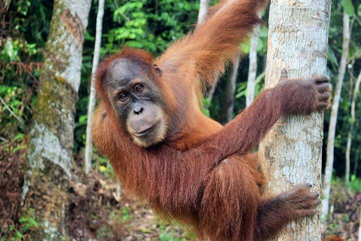 3 dage Medan Orangutan Bukit Lawang