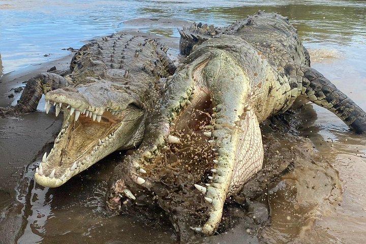 Jason Crocodile Tours