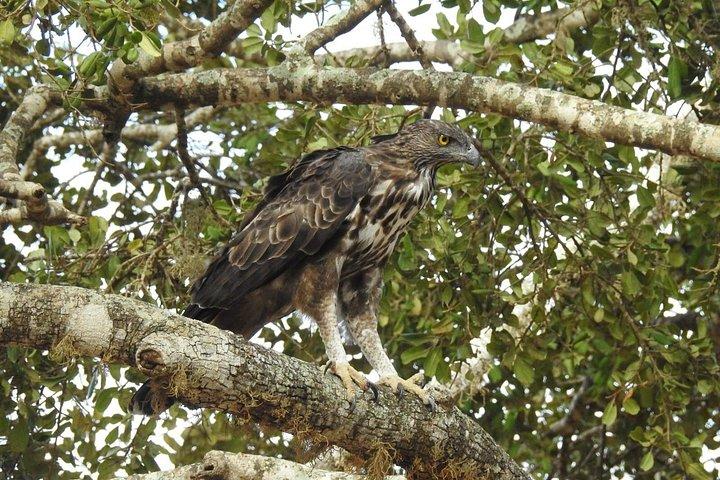 1 日でサウス コーストからビューティ オブ ヤラ (ルフナ) 国立公園を探索します。