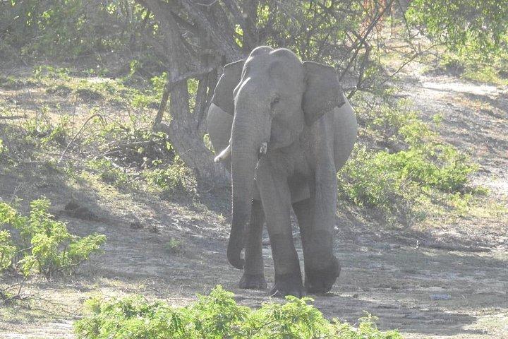 1 日でサウス コーストからビューティ オブ ヤラ (ルフナ) 国立公園を探索します。