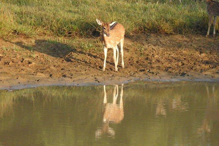 1 日でサウス コーストからビューティ オブ ヤラ (ルフナ) 国立公園を探索します。