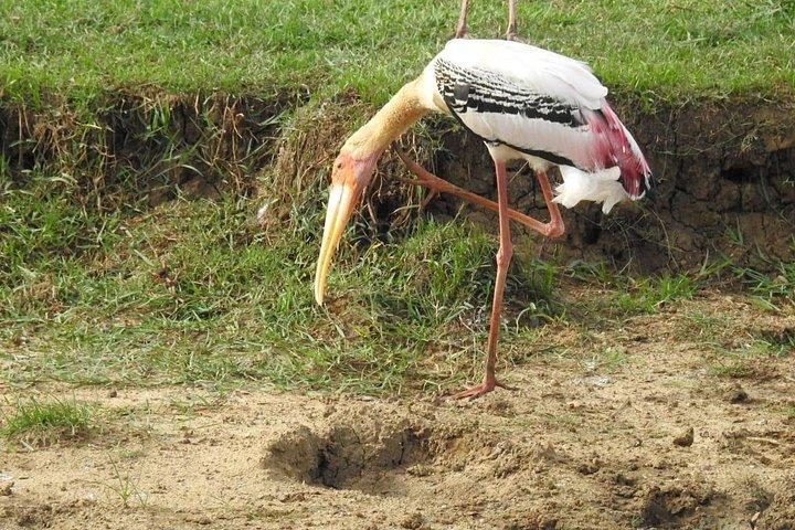 1 日でサウス コーストからビューティ オブ ヤラ (ルフナ) 国立公園を探索します。